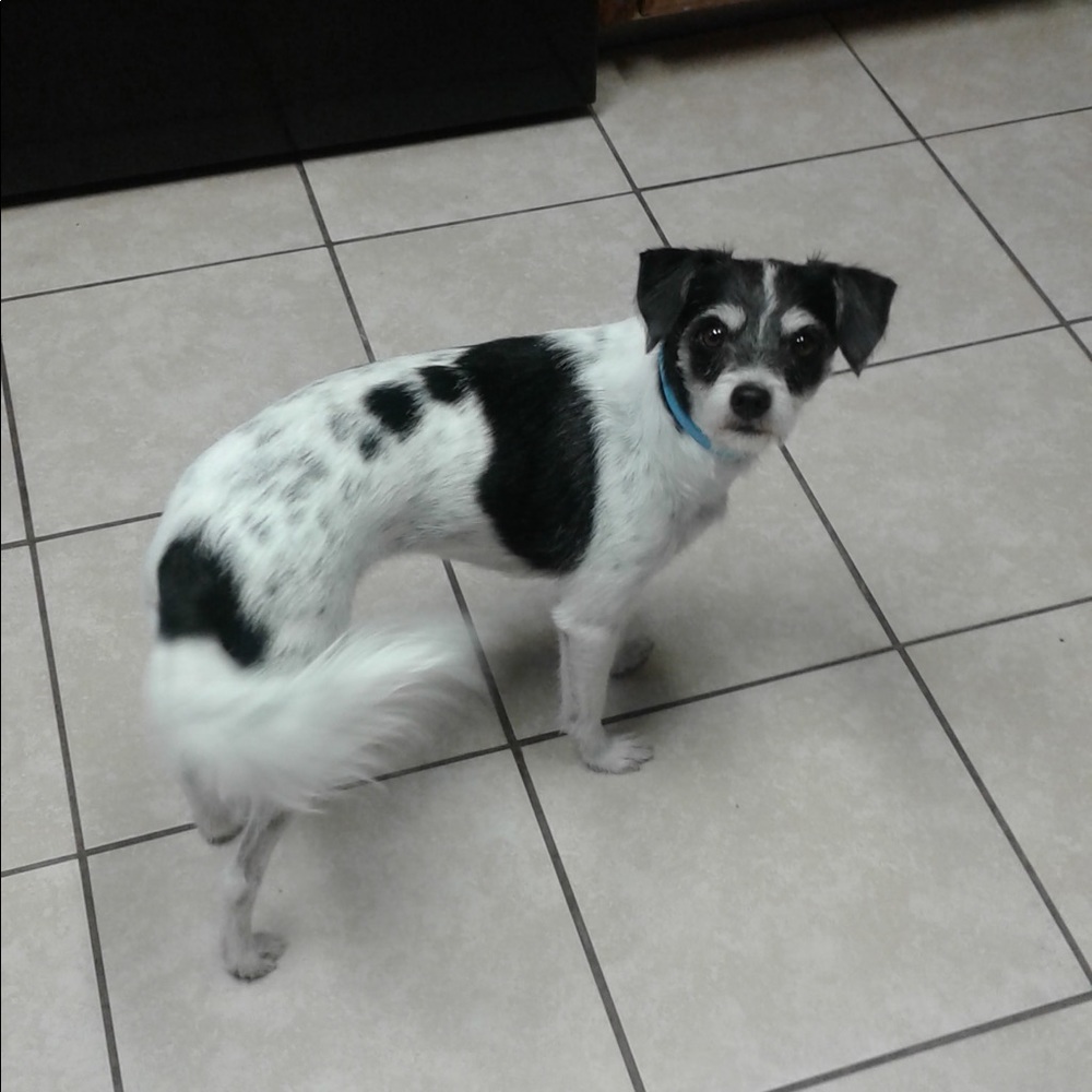 Meet your Posher, Diana